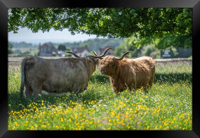 Highland cows shading under a tree Framed Print by Sue Knight