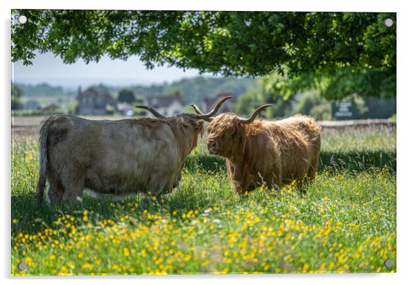 Highland cows shading under a tree Acrylic by Sue Knight