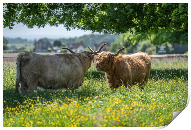Highland cows shading under a tree Print by Sue Knight