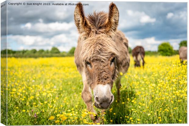 A Donkey standing in a meadow full of Buttercups Canvas Print by Sue Knight