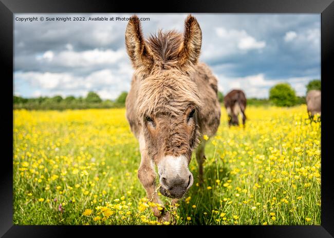A Donkey standing in a meadow full of Buttercups Framed Print by Sue Knight