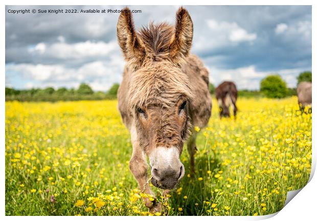 A Donkey standing in a meadow full of Buttercups Print by Sue Knight