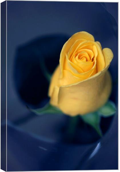 Yellow rose on blue background Canvas Print by Olena Ivanova