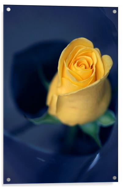 Yellow rose on blue background Acrylic by Olena Ivanova