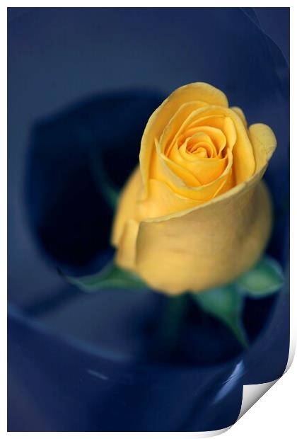 Yellow rose on blue background Print by Olena Ivanova