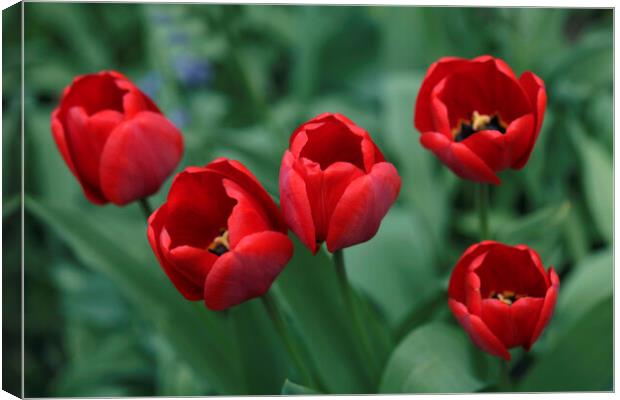 Red tulips on nature background Canvas Print by Olena Ivanova