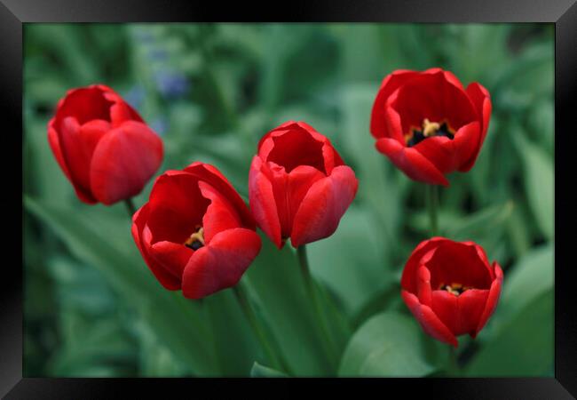 Red tulips on nature background Framed Print by Olena Ivanova