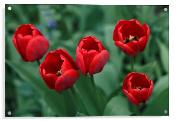 Red tulips on nature background Acrylic by Olena Ivanova