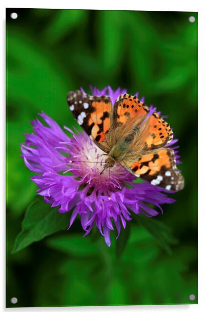 Colorful butterfly on violet flower Acrylic by Olena Ivanova