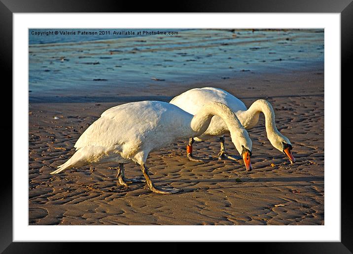 Swanning Around Framed Mounted Print by Valerie Paterson