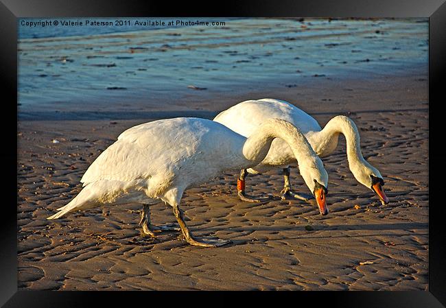 Swanning Around Framed Print by Valerie Paterson
