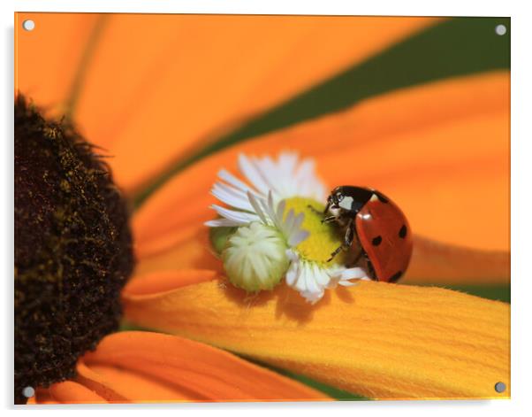 Red ladybug sitting on chamomile Acrylic by Olena Ivanova