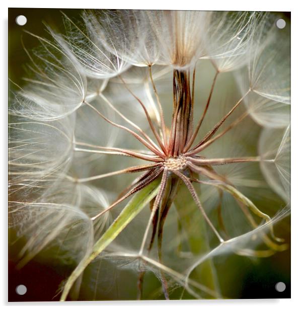 White dandelion on nature background Acrylic by Olena Ivanova