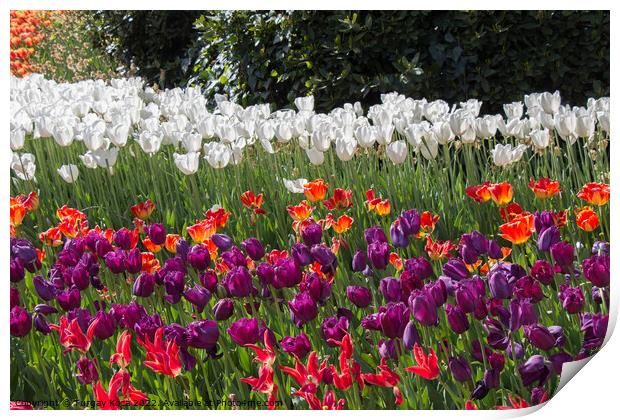 Colorful tulip flowers bloom in the garden Print by Turgay Koca