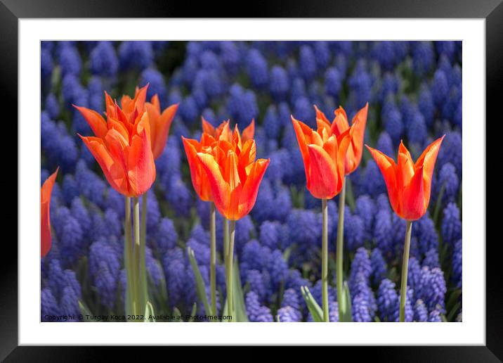 Colorful tulip flowers bloom in the garden Framed Mounted Print by Turgay Koca