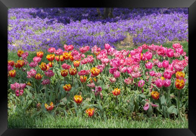Blooming colorful tulip flowers as floral background Framed Print by Turgay Koca