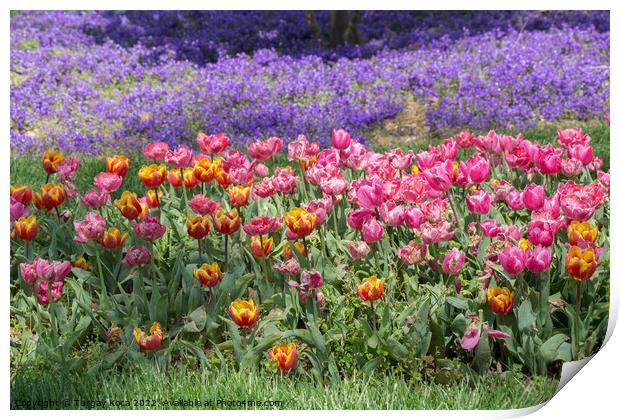 Blooming colorful tulip flowers as floral background Print by Turgay Koca