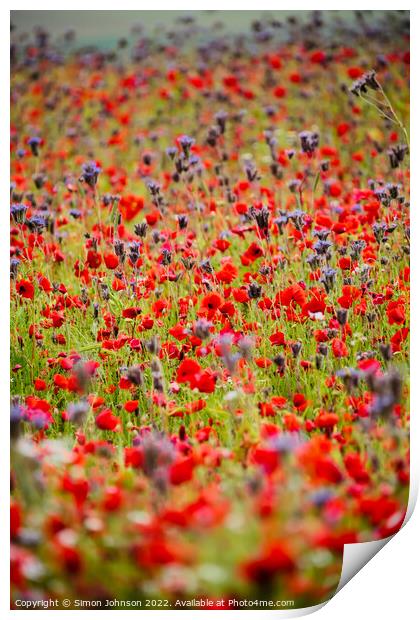 Poppies and meadow flowers Print by Simon Johnson
