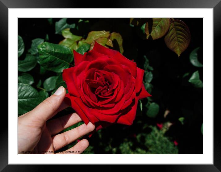 Hand holding rose in in spring garden Framed Mounted Print by Turgay Koca