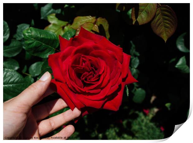 Hand holding rose in in spring garden Print by Turgay Koca