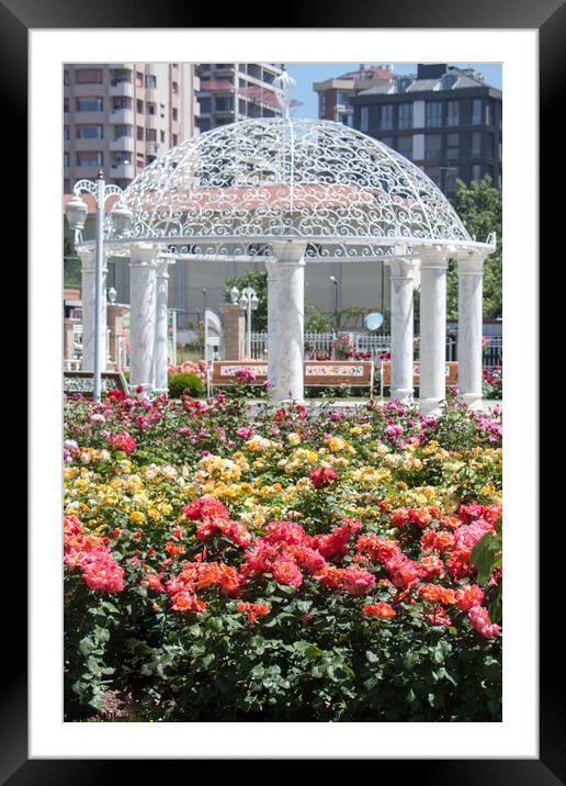 Blooming beautiful colorful roses in the garden Framed Mounted Print by Turgay Koca