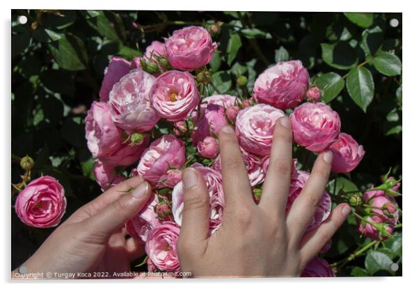 Beautiful fresh roses in hand Acrylic by Turgay Koca