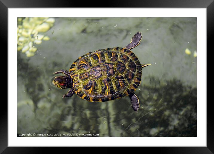 Lonely turtle found by a lake Framed Mounted Print by Turgay Koca