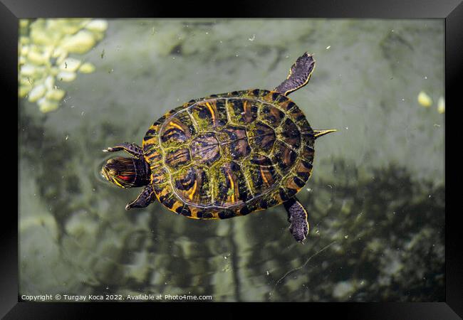 Lonely turtle found by a lake Framed Print by Turgay Koca