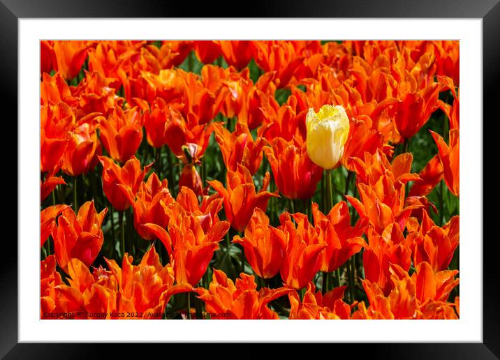 Blooming tulip flowers in spring as  floral background Framed Mounted Print by Turgay Koca