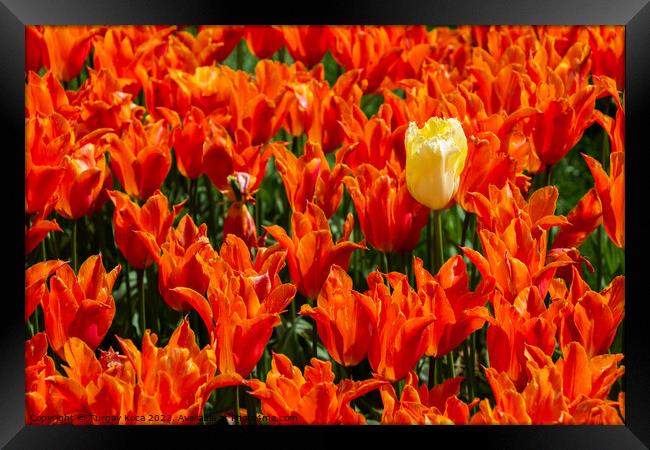 Blooming tulip flowers in spring as  floral background Framed Print by Turgay Koca