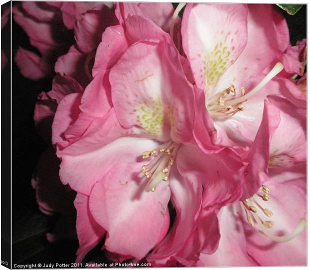 Beautiful Rhododendron - Close Up Canvas Print by Judy Potter