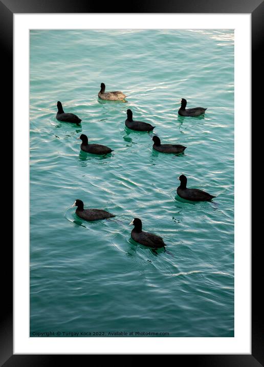 Flock of birds on water with water background Framed Mounted Print by Turgay Koca