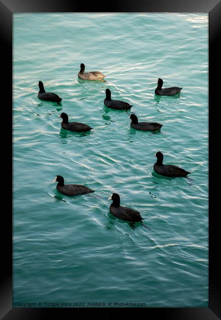 Flock of birds on water with water background Framed Print by Turgay Koca