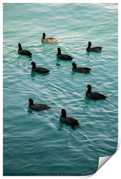 Flock of birds on water with water background Print by Turgay Koca
