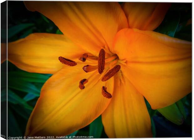 Orange Lily  Canvas Print by Jane Metters