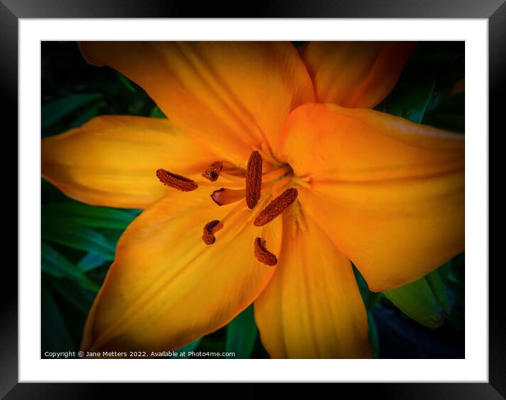 Orange Lily  Framed Mounted Print by Jane Metters