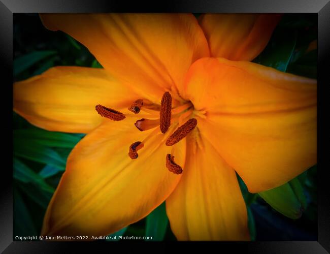 Orange Lily  Framed Print by Jane Metters