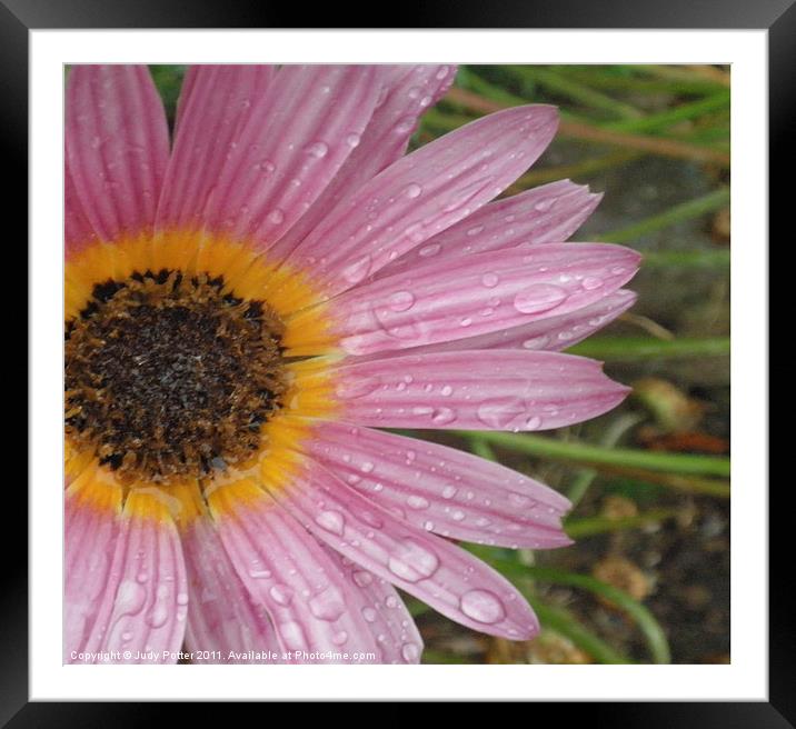 Raindrops On Petals Framed Mounted Print by Judy Potter