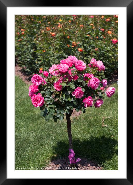 Rose tree with pink roses in a garden Framed Mounted Print by Turgay Koca
