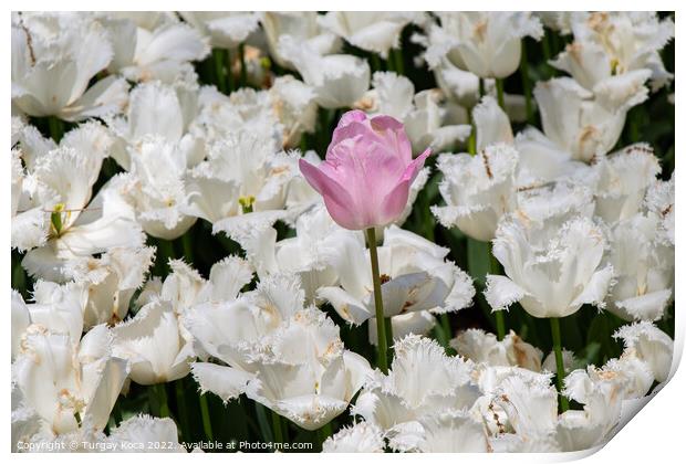 Blooming tulip flowers in spring as  floral background Print by Turgay Koca