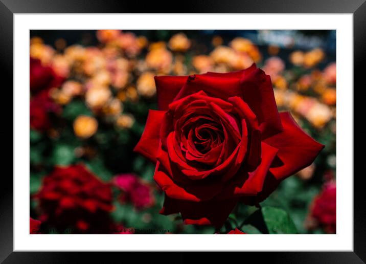 Beautiful colorful Rose Flower Framed Mounted Print by Turgay Koca