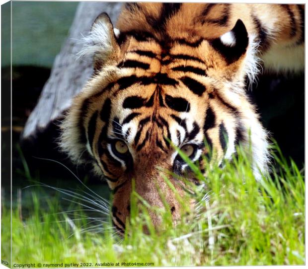 Sumatran Tiger Canvas Print by Ray Putley