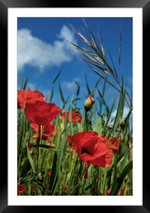Red Poppy Framed Mounted Print by Alan Barker