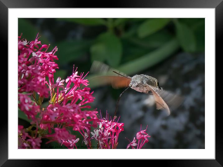 Hummingbird Hawkmoth (Macroglossum stellatarum) Framed Mounted Print by Alan Barker
