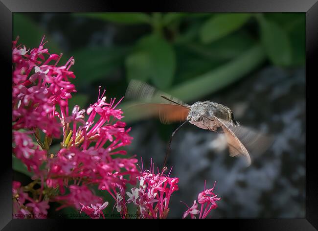 Hummingbird Hawkmoth (Macroglossum stellatarum) Framed Print by Alan Barker