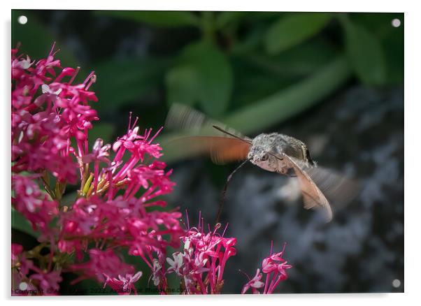 Hummingbird Hawkmoth (Macroglossum stellatarum) Acrylic by Alan Barker