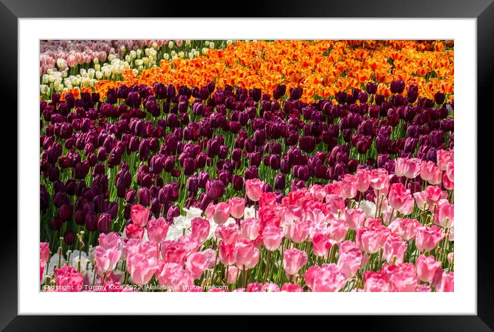 Blooming colorful tulip flowers as floral background Framed Mounted Print by Turgay Koca