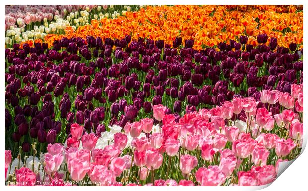 Blooming colorful tulip flowers as floral background Print by Turgay Koca