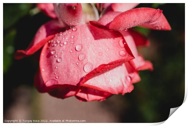 Rose with water drops on it Print by Turgay Koca