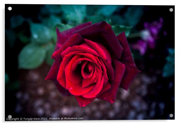 Beautiful colorful Rose Flower Acrylic by Turgay Koca